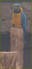 Ara