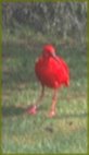 Ibis