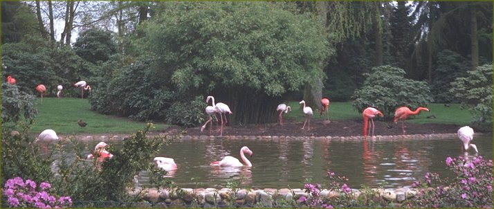 Flamingos