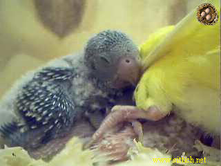 pix