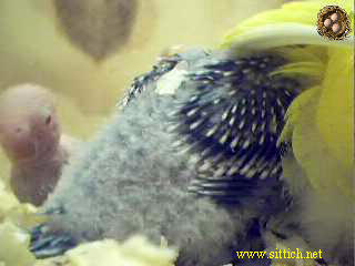 pix