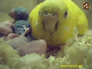 pix