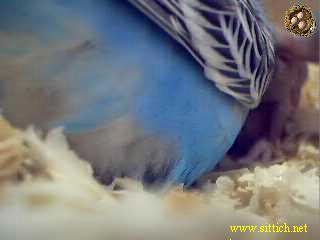 pix